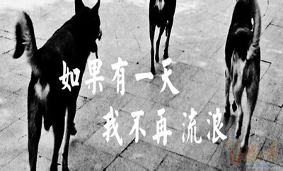 2019年國(guó)家公務(wù)員考試申論熱點(diǎn)：流浪犬管理考驗(yàn)社會(huì)管理水平